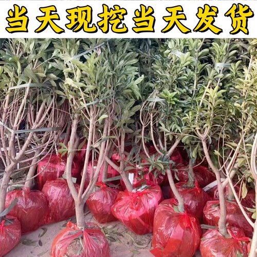 水晶杨梅树苗嫁接果树耐寒南方北方庭院种植盆栽地栽大果当年结果 - 图2