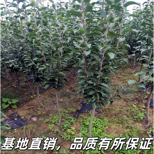香妃海棠苹果树苗南北方庭院地栽盆栽冰糖心鸡心耐寒矮化当年结果 - 图0