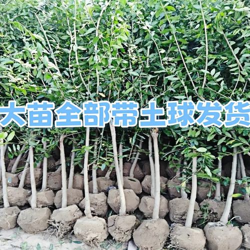 突尼斯石榴树树苗南北方庭院阳台盆栽地栽软籽嫁接果树苗当年结果 - 图1