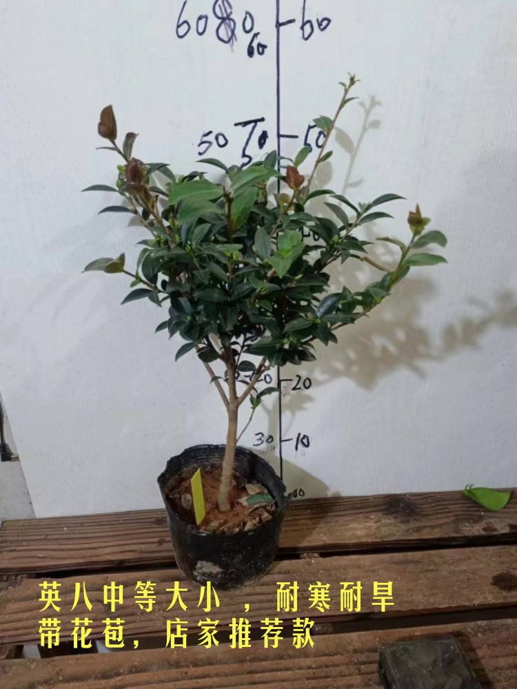 澳大利亚经典英国八号茶梅山茶花盆栽清香味绿植物好养户外阳台 - 图3