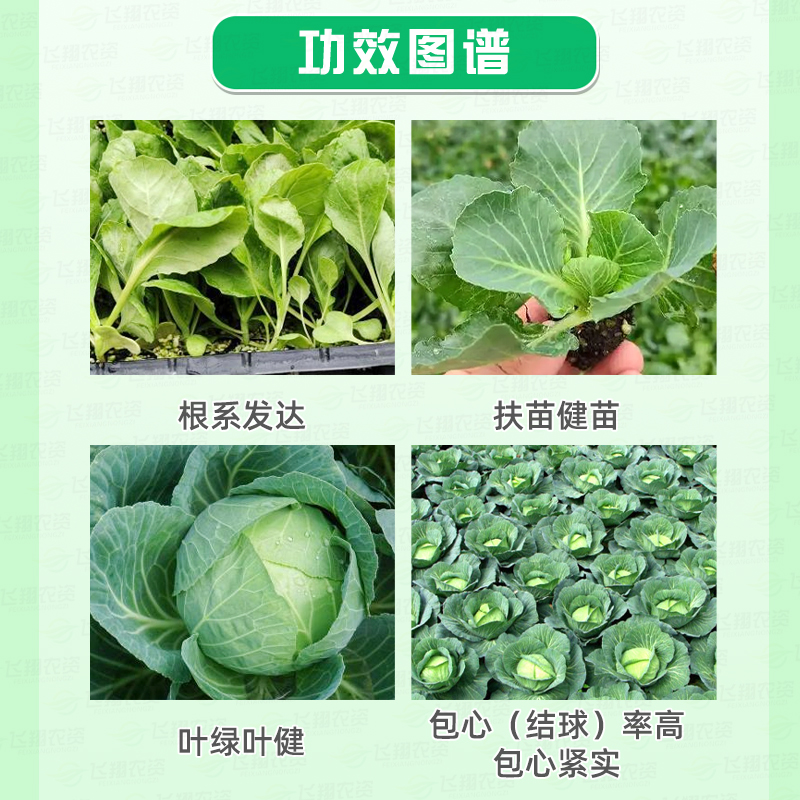 国光包心剂大白菜甘蓝包干烧心叶子浓绿膨大菜棵防腐包心剂25ml-图0