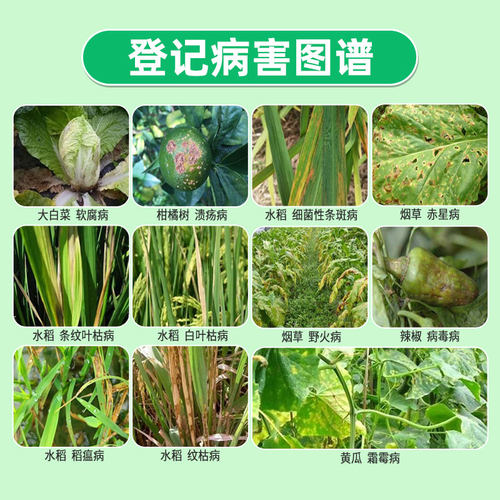 农爱多50%氯溴异氰尿酸真菌细菌黄瓜霜霉软腐病毒病农药杀菌剂20g - 图1