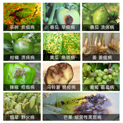 科迪华 杜邦 可杀得叁仟3000三千氢氧化铜姜瘟病细菌病农药杀菌剂 - 图0