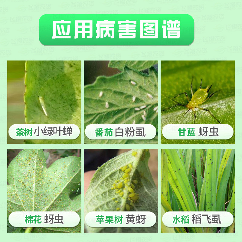 德国拜耳艾美乐70%吡虫啉白粉虱蚜虫腻虫飞虱多肉花卉农药杀虫剂