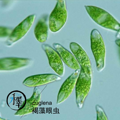 裸藻 绿眼虫 眼虫藻 绿虫藻 活体 科研学生实验 Euglena包邮100ml - 图1