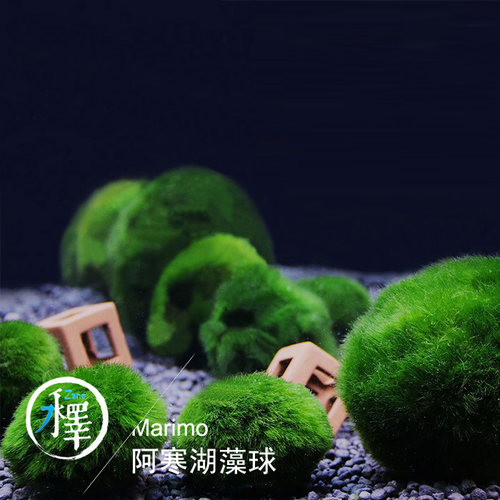 浮萍肚兜愧叶圆心浮萍香蕉草藻球迷你莲花水培庭院28包邮缸养水草 - 图3