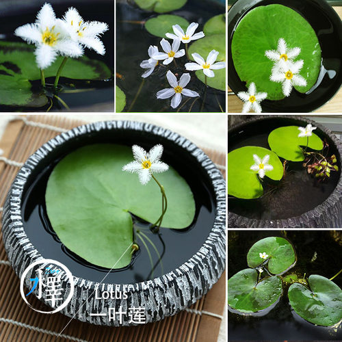 浮萍肚兜愧叶圆心浮萍香蕉草藻球迷你莲花水培庭院28包邮缸养水草 - 图1