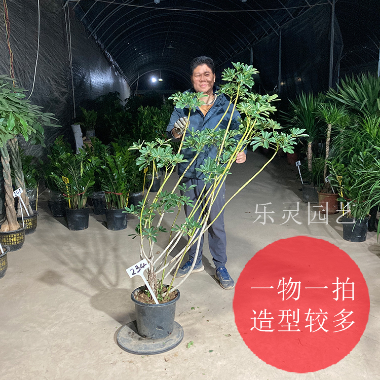 老桩鸭脚木鸭掌盆栽大型绿植物造型盆景八方来财招财树客厅斜飘枝 - 图0