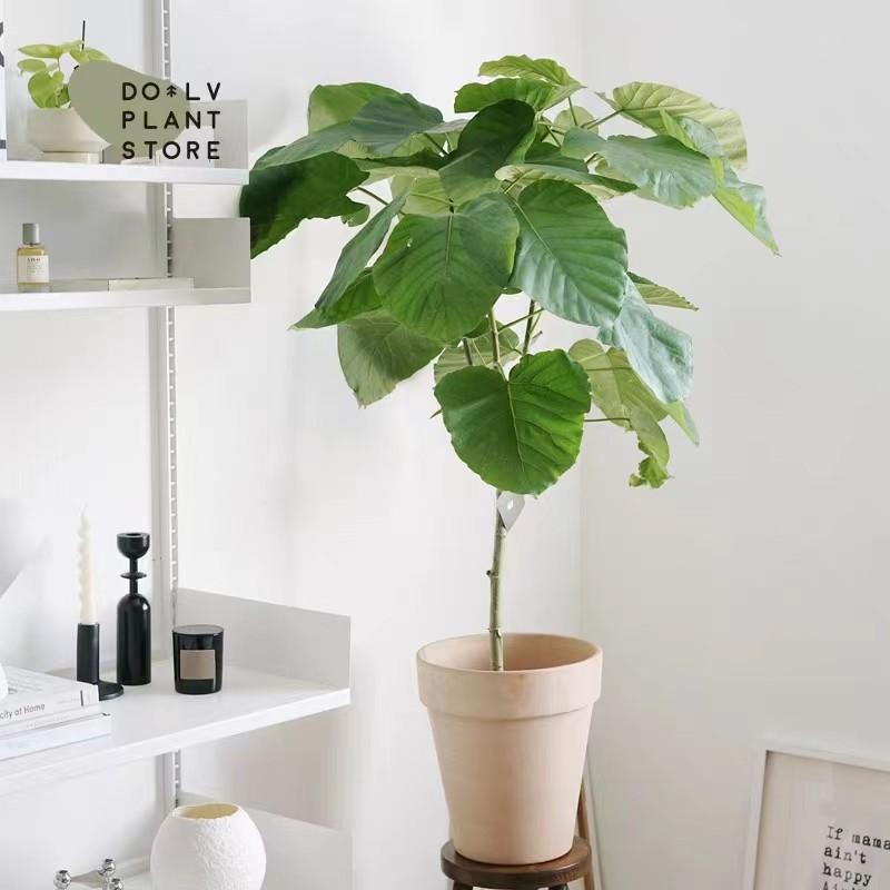 日本爱心榕盆栽 心叶伞榕树大叶植物北欧ins室内花卉大型客厅绿植,淘宝优惠券,粉丝福利购,淘宝优惠卷