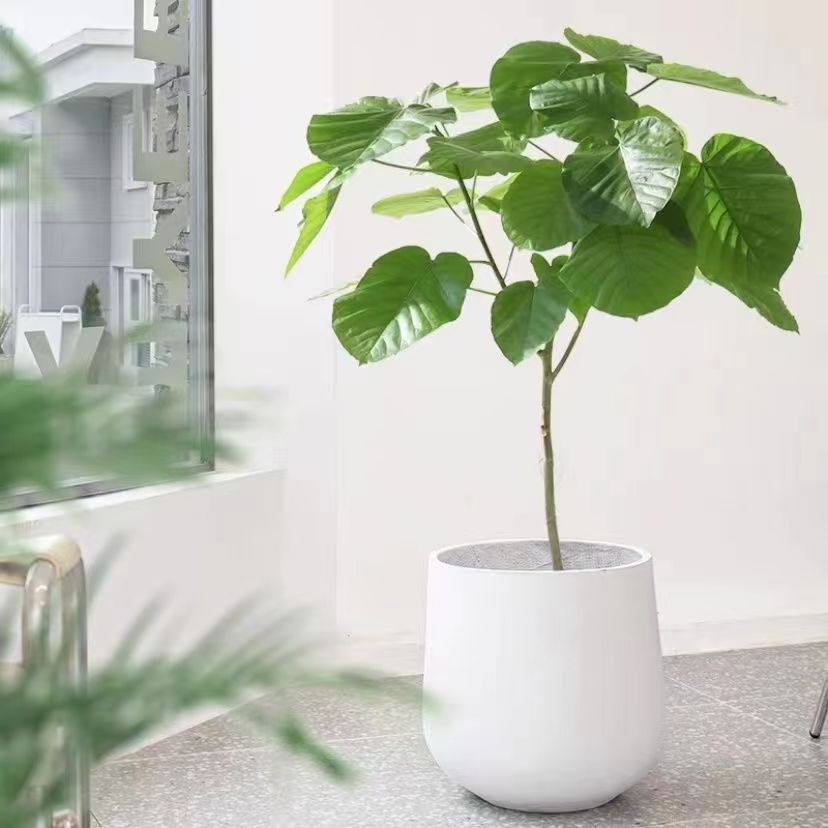 日本爱心榕盆栽 心叶伞榕树大叶植物北欧ins室内花卉大型客厅绿植,淘宝优惠券,粉丝福利购,淘宝优惠卷