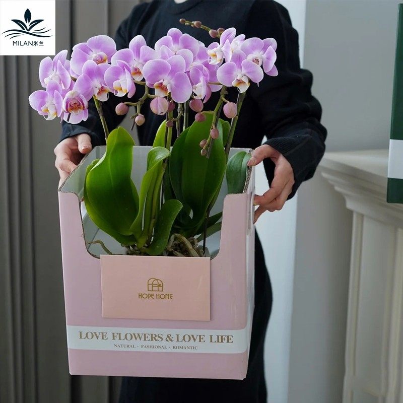年宵花红果冬青盆栽手提盒蝴蝶兰新年鲜花包装盒折叠纸盒插花礼盒,淘宝优惠券,粉丝福利购,淘宝优惠卷