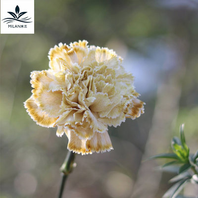 彩色鲜花染色剂吸染吸色剂玫瑰培养液染料上色鲜花包装材料工具 虎窝淘