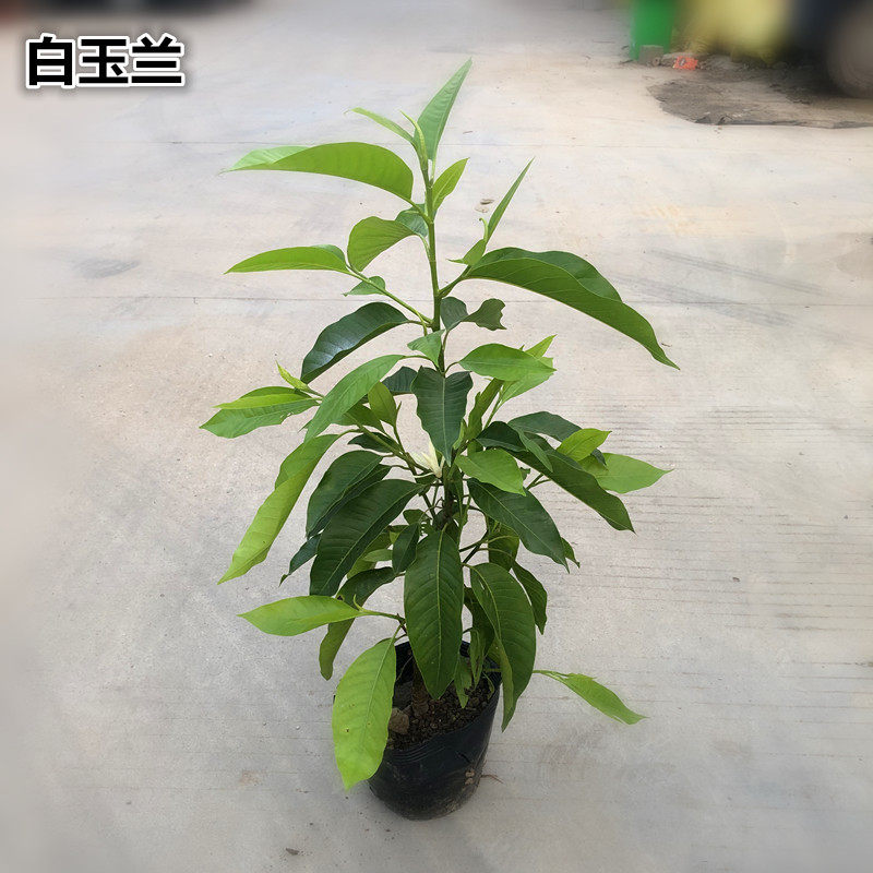 白玉兰花能盆栽吗,玉兰花树能盆栽吗,矮化玉兰新品种盆栽_大山谷图库