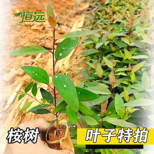 桉树苗正宗速生桉苗广29广9广26苗绿化造林木苗巨桉树常青耐寒 - 图0