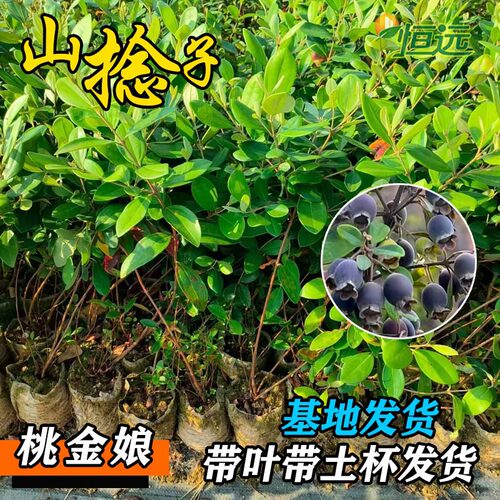 桃金娘苗山捻子树苗菍子树稔子苗庭院阳台果树苗四季可种当年结果 - 图3