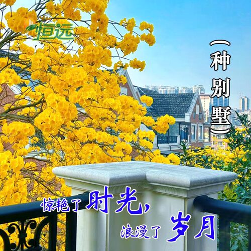 黄花风铃木树苗大树多花紫花盆栽庭院别墅绿化风景树观花名贵苗木 - 图0