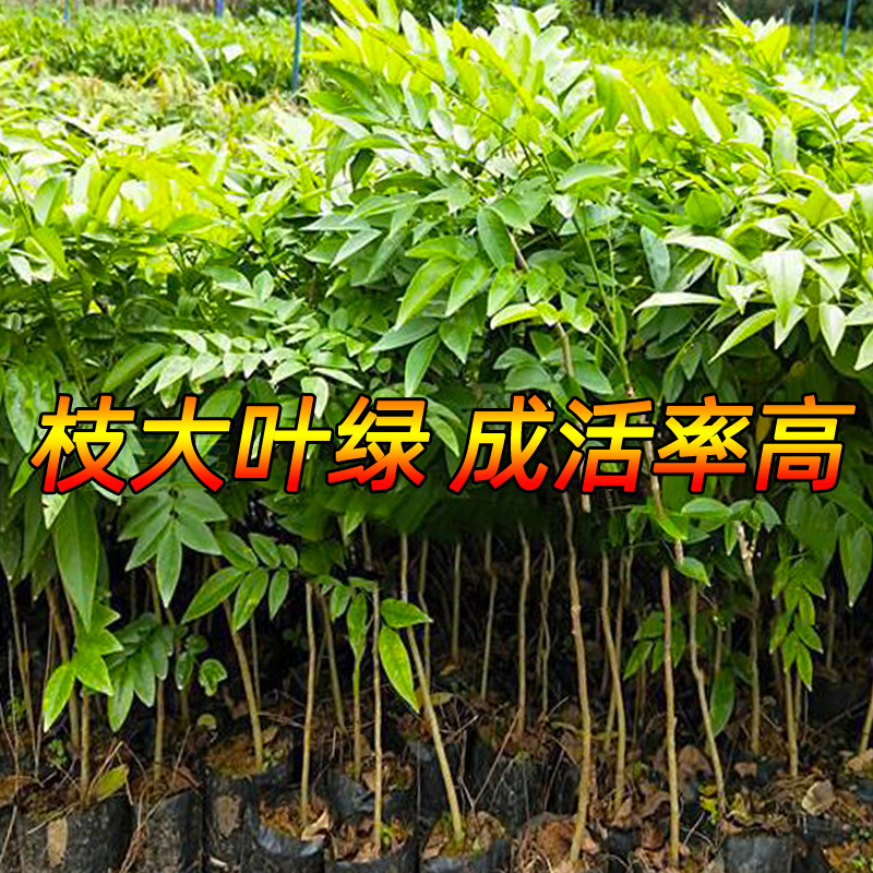 正宗奇楠沉香树苗金丝楠木树苗小叶紫檀海南黄花梨苗名贵苗木降香 - 图1