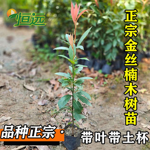 名贵苗木金丝楠木树苗正宗奇楠沉香树苗小叶紫檀香海南黄花梨树苗 - 图0