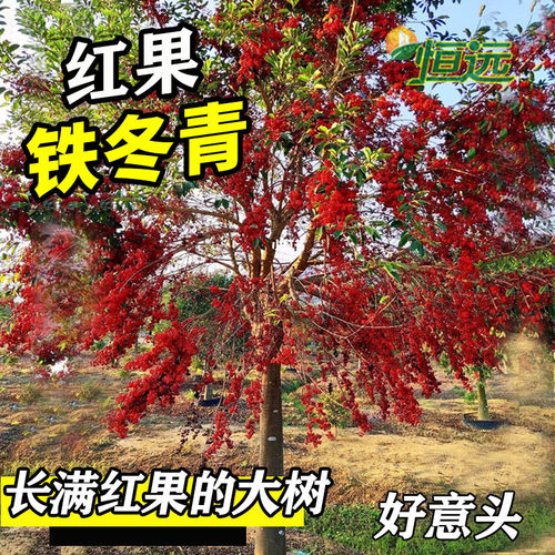 万紫千红铁冬青树苗四季常青庭院绿化树白银香苗山熊胆苗挂红果的 - 图0