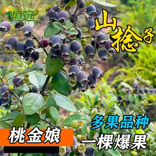 桃金娘苗山捻子树苗菍子树稔子苗庭院阳台果树苗四季可种当年结果 - 图0