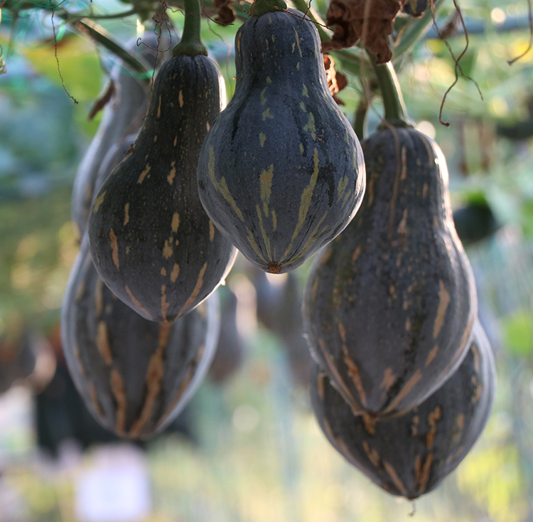 广东省香芋南瓜种籽种子小南瓜种孑板栗味香甜春季播蔬菜种苗农家 - 图1