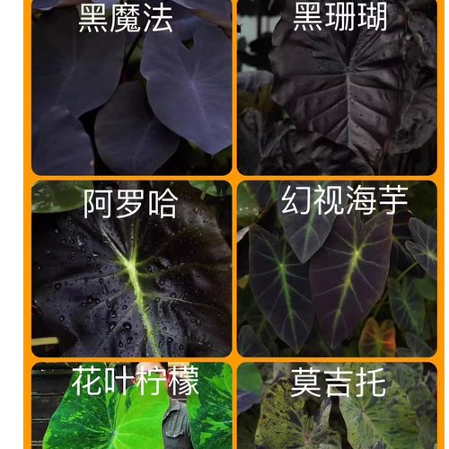 紫黑叶芋黑魔法进口花叶海芋黄锦苗耐热彩叶花卉块根植物耐阴 - 图3