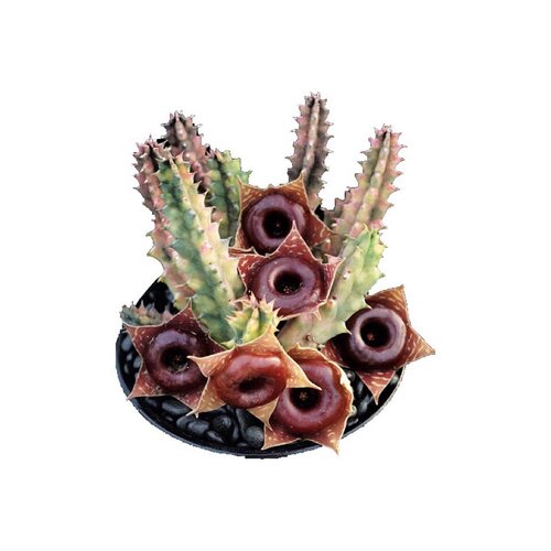 甜甜圈萝藦锦一物一拍多肉植物稀有开花植物非偏远68包邮 - 图3