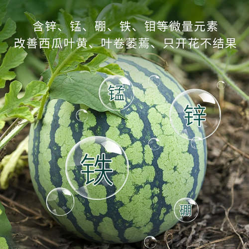 西瓜防裂果畸形微生物菌剂香瓜专用水溶肥保花保果抗病增产香甜 - 图0