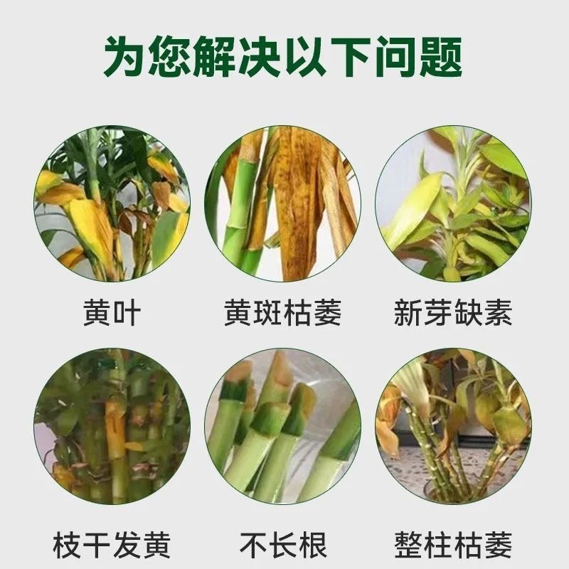 养富贵竹营养液专用肥专治黄叶生根转运竹龙竹观音竹水培植物专用 - 图2