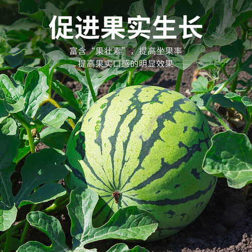 西瓜防裂果畸形微生物菌剂香瓜专用水溶肥保花保果抗病增产香甜 - 图1