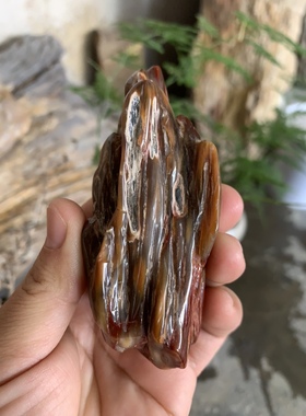 缅甸树化玉手把件高9/宽4.5/厚4.5厘米