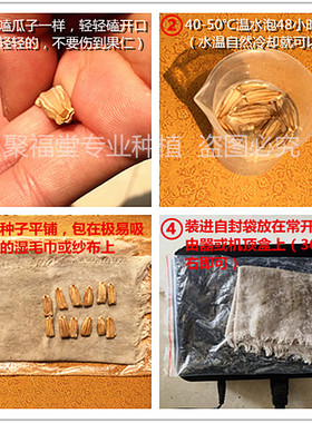 种子精品草里金四季盆栽手捻葫芦