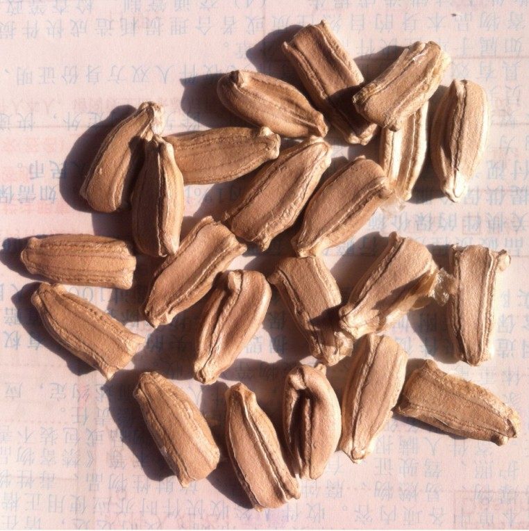 包邮天然特大巨型亚腰酒葫芦种子籽文玩观赏四