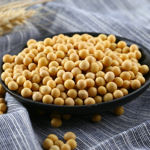 2025新豆东北黄豆大豆黑龙江农家黄豆豆芽豆浆五谷杂粮 5斤装包邮 - 图2