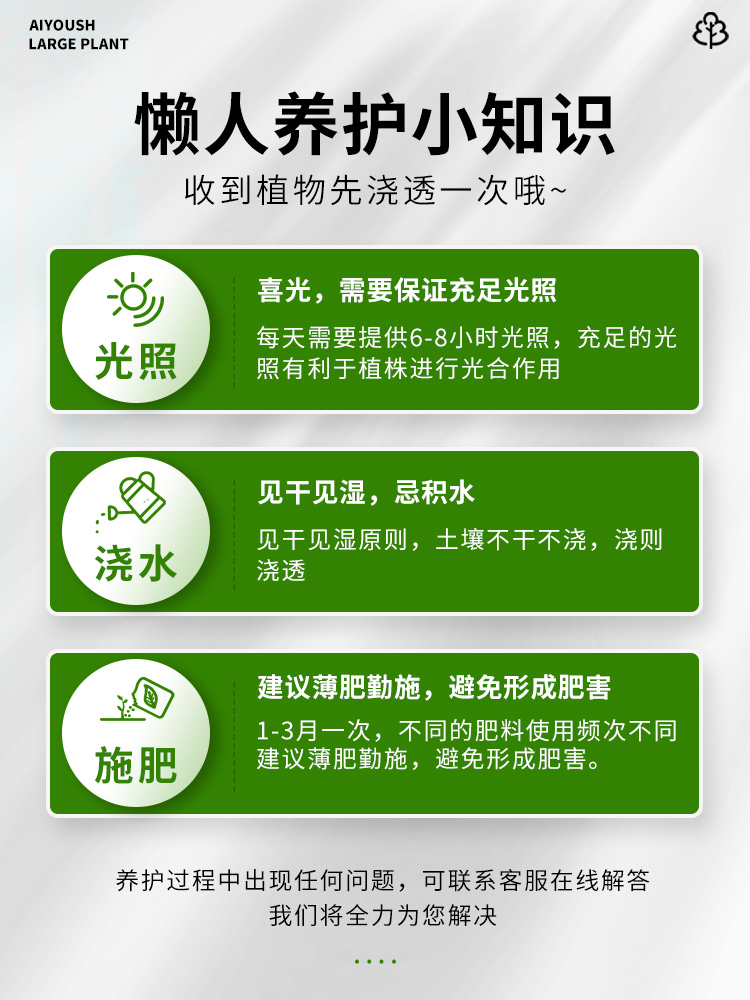 优客厅龙须尚盆栽盆景落地血室内龙型树植物造爱树办公室绿植大型-图0