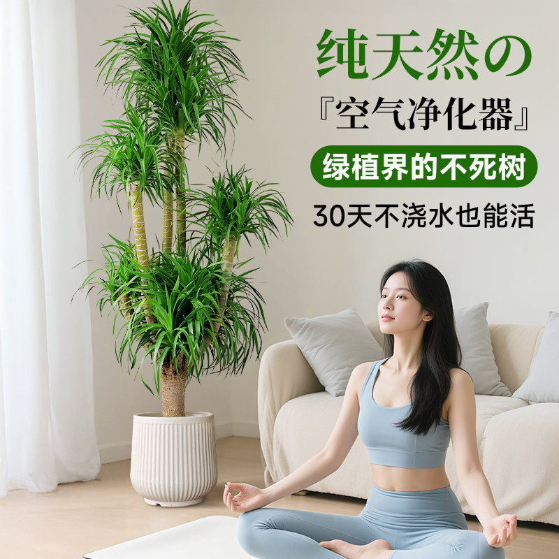 龙血树客厅绿植高级感办公室大型旺宅绿植物落地四季龙须树大盆栽,淘宝优惠券,粉丝福利购,淘宝优惠卷