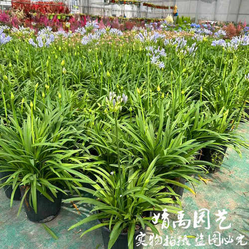 矮生百子莲盆栽带花大苗阳台庭院四季开花种球客厅好养鲜花卉绿植 - 图0