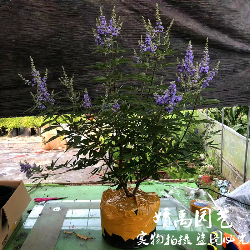 紫色穗花牡荆盆栽植物树苗薰衣草树苗耐寒耐热庭院阳台树状鼠尾草,淘宝优惠券,粉丝福利购,淘宝优惠卷