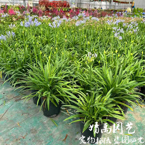 矮生百子莲盆栽带花大苗阳台庭院四季开花种球客厅好养鲜花卉绿植 - 图2