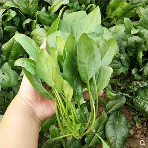农家小叶耐寒抗热菠菜种子老品种四季播种可留种阳台菜园 - 图0