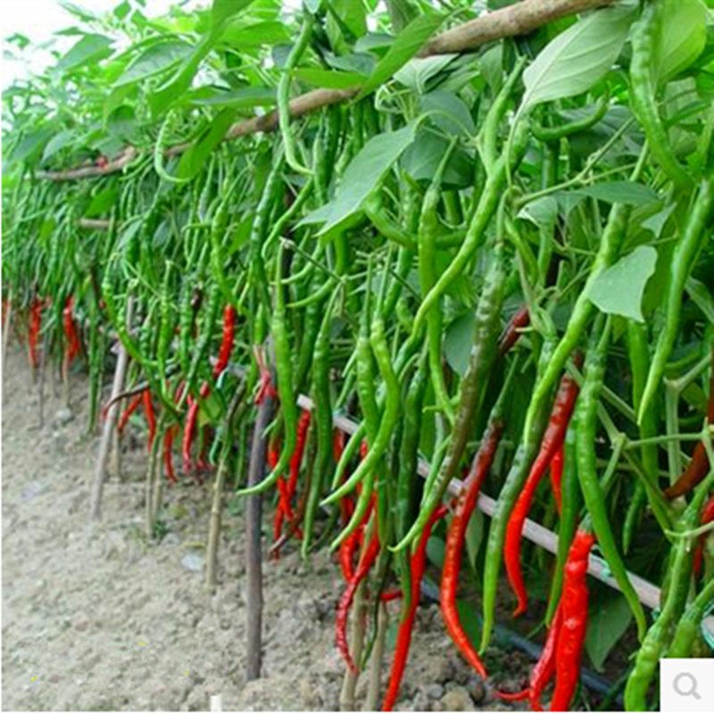 高产辣椒杭椒二荆条种苗长线椒种子孑超辣籽室内四季盆栽蔬菜秧苗 - 图1