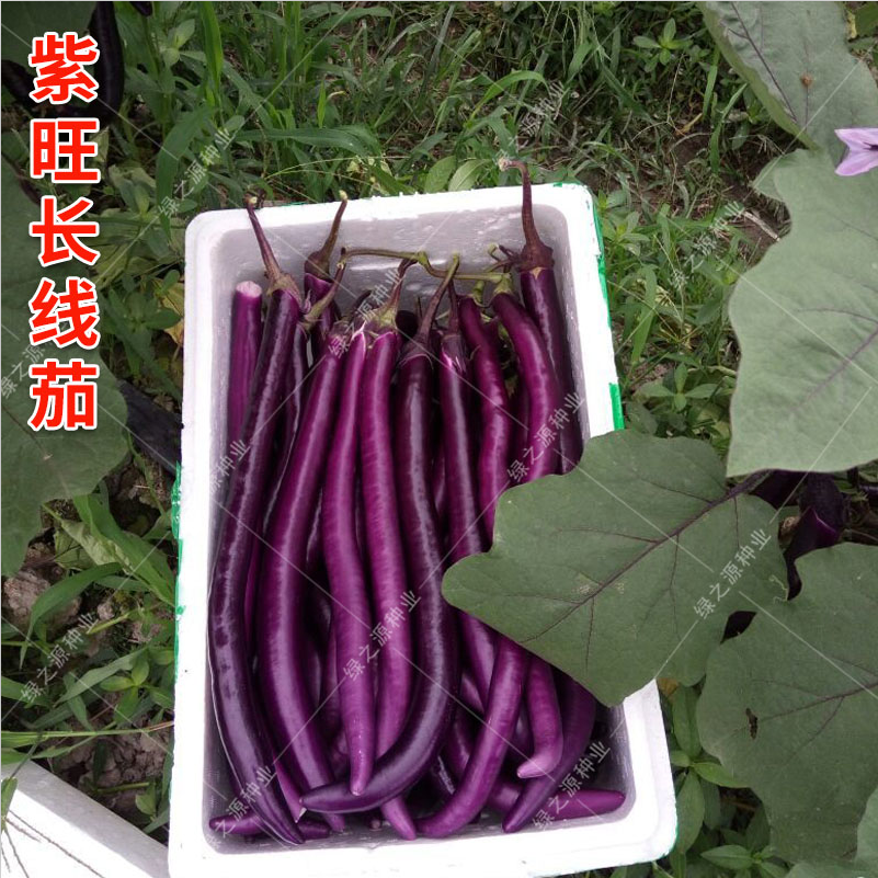 寿光蔬菜种子紫色广佳长茄台湾紫龙长茄农家菜园阳台盆栽基地种植 - 图2