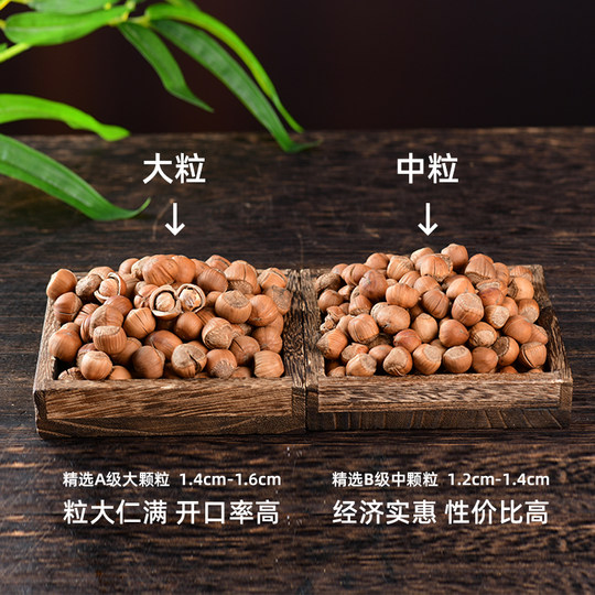 Wild Northeastern specialty hazelnuts, hazelnuts, hazelnuts shot by hand