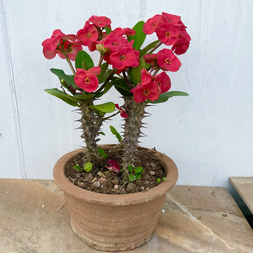 耐热花卉海棠花红花虎刺梅庭院景观绿植绿化组合盆栽沙生造景 - 图2
