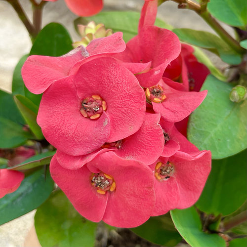 耐热花卉海棠花红花虎刺梅庭院景观绿植绿化组合盆栽沙生造景 - 图1