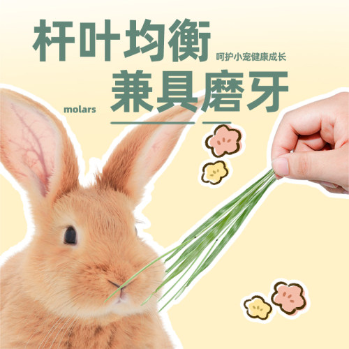 2025提摩西草干草兔子粮草食用兔粮饲料豚鼠荷兰猪的提莫晒干牧草 - 图2