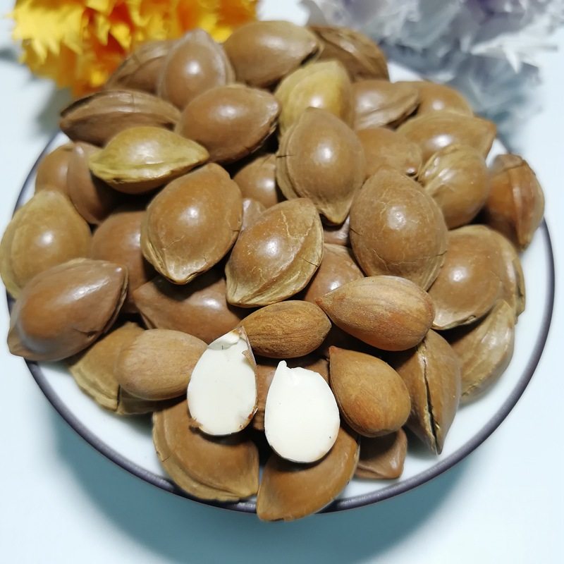 带壳杏仁图片,北杏和南杏的图片区别,带壳杏仁(第12页)_大山谷图库