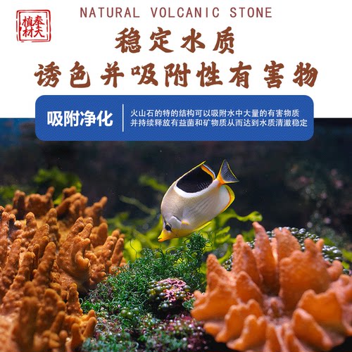 火山石颗粒兰花专用土多肉铺面石盆栽火山岩家用植料水族垫底透气 - 图1