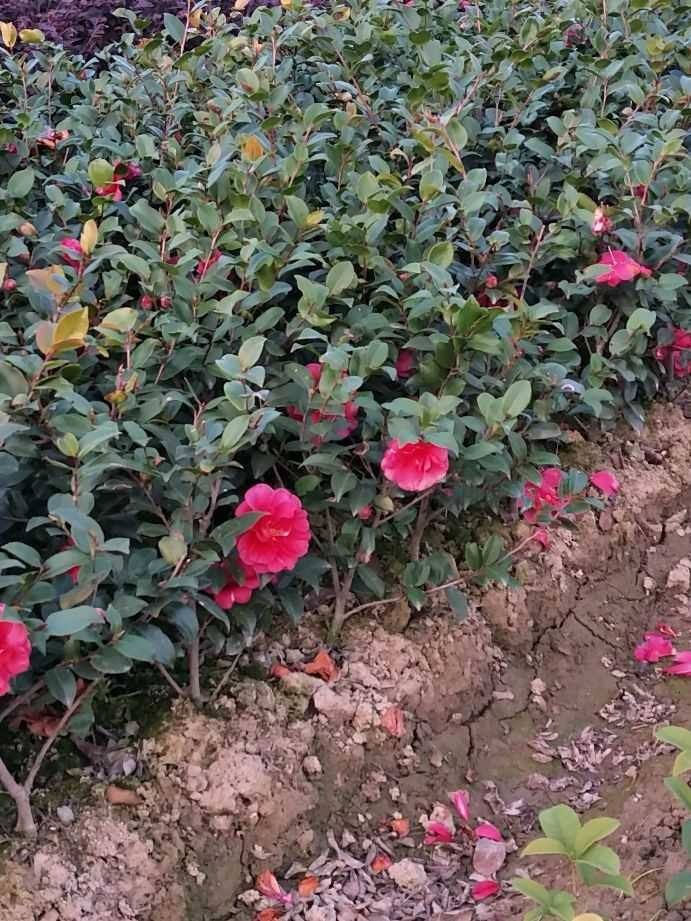 茶梅球形茶梅小苗花苗园林花坛绿化花卉苗木耐寒四季常青花期超长-图2