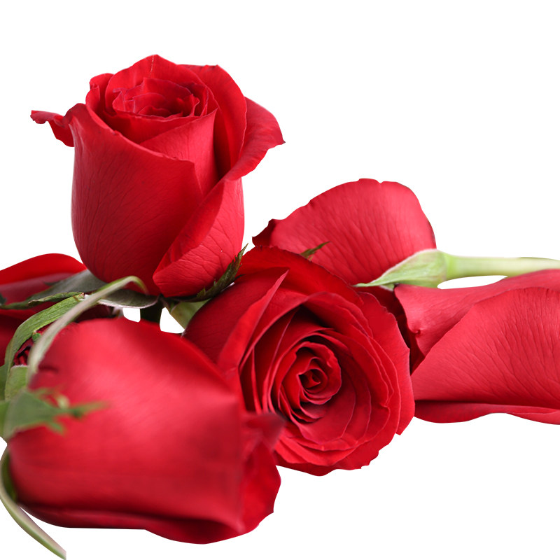 云南天然玫瑰新鲜真花花瓣粉色红色花朵花头泡澡足浴温泉牛奶泡浴,淘宝优惠券,粉丝福利购,淘宝优惠卷